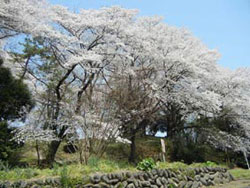 観音塚古墳の桜