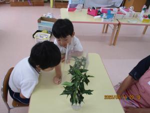 年少芋虫の観察