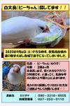 白文鳥写真付きチラシ