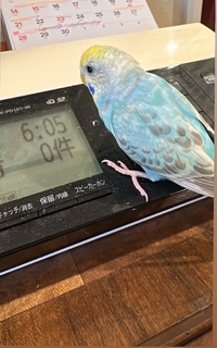 セキセイインコ後ろ向き写真