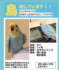 セキセイインコ写真付きチラシ