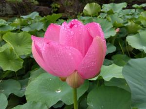 咲き始めの大賀蓮の写真