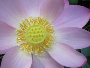 大きく開いた大賀蓮の写真