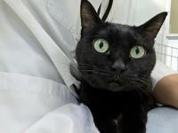 黒猫膝上正面