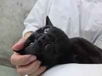 黒猫膝上なでられている