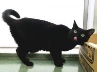 黒猫右側面