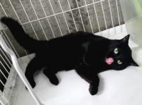 黒猫ごろん