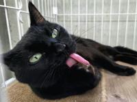 黒猫毛づくろい