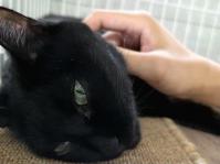 黒猫なでられている