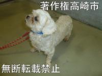 シーズー系横向き写真