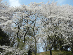 観音塚古墳の桜1