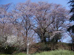 古墳の桜1