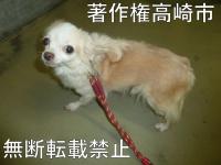 茶白チワワ全体写真