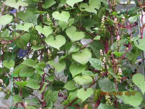 グリーンカーテン