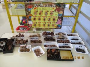 ドングリの種類