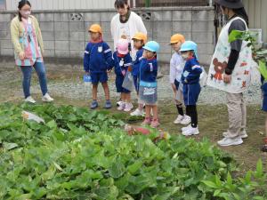 さつまいもの観察1