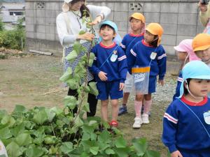 さつまいもの観察2