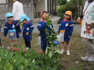 さつまいもの観察3