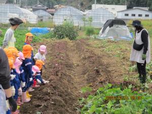 サツマイモのなり方