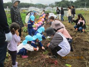 サツマイモ掘り①