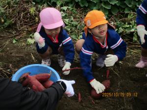 サツマイモ掘り②