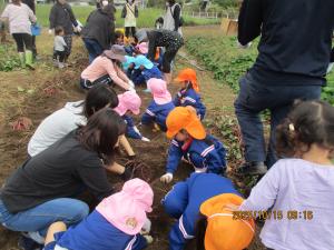 サツマイモ掘り③