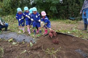 さつまいも掘り4