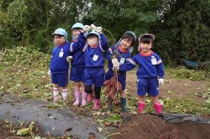 さつまいも掘り5