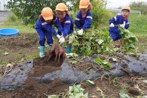 さつまいも掘り6