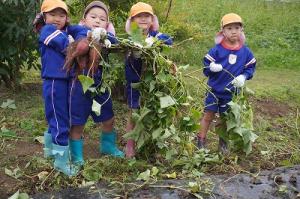 さつまいも掘り7