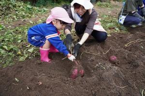 さつまいも掘り10