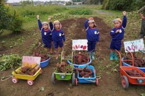 さつまいも掘り14