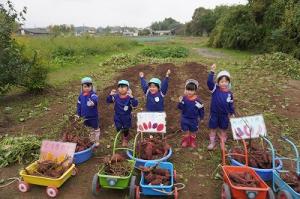 さつまいも掘り15