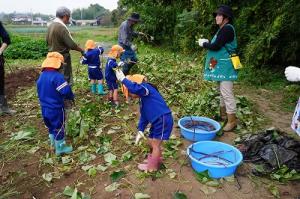 さつまいも掘り16