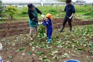 さつまいも掘り17