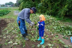 さつまいも掘り18