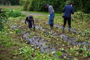 さつまいも掘り2
