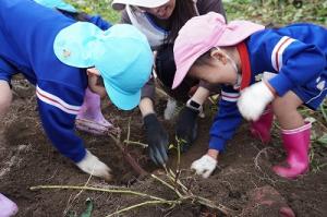 さつまいも掘り11