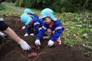 さつまいも掘り8