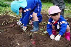 さつまいも掘り9