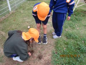 サツマイモを植える①