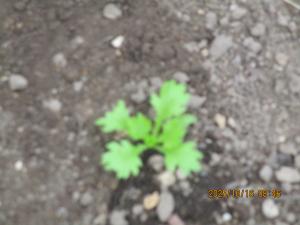 ノースポールの芽①