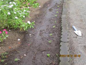 ノースポール②