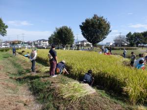稲刈りの様子