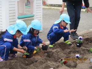 年中花植え②