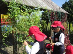 ちゅうりっぷ組