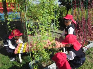 ちゅうりっぷ組