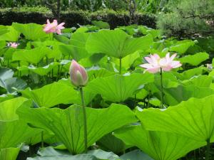 大きな葉の間に咲く大賀蓮