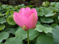 開花1日目朝の大賀蓮