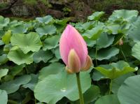 開花1日目昼、花びらを閉じた大賀蓮